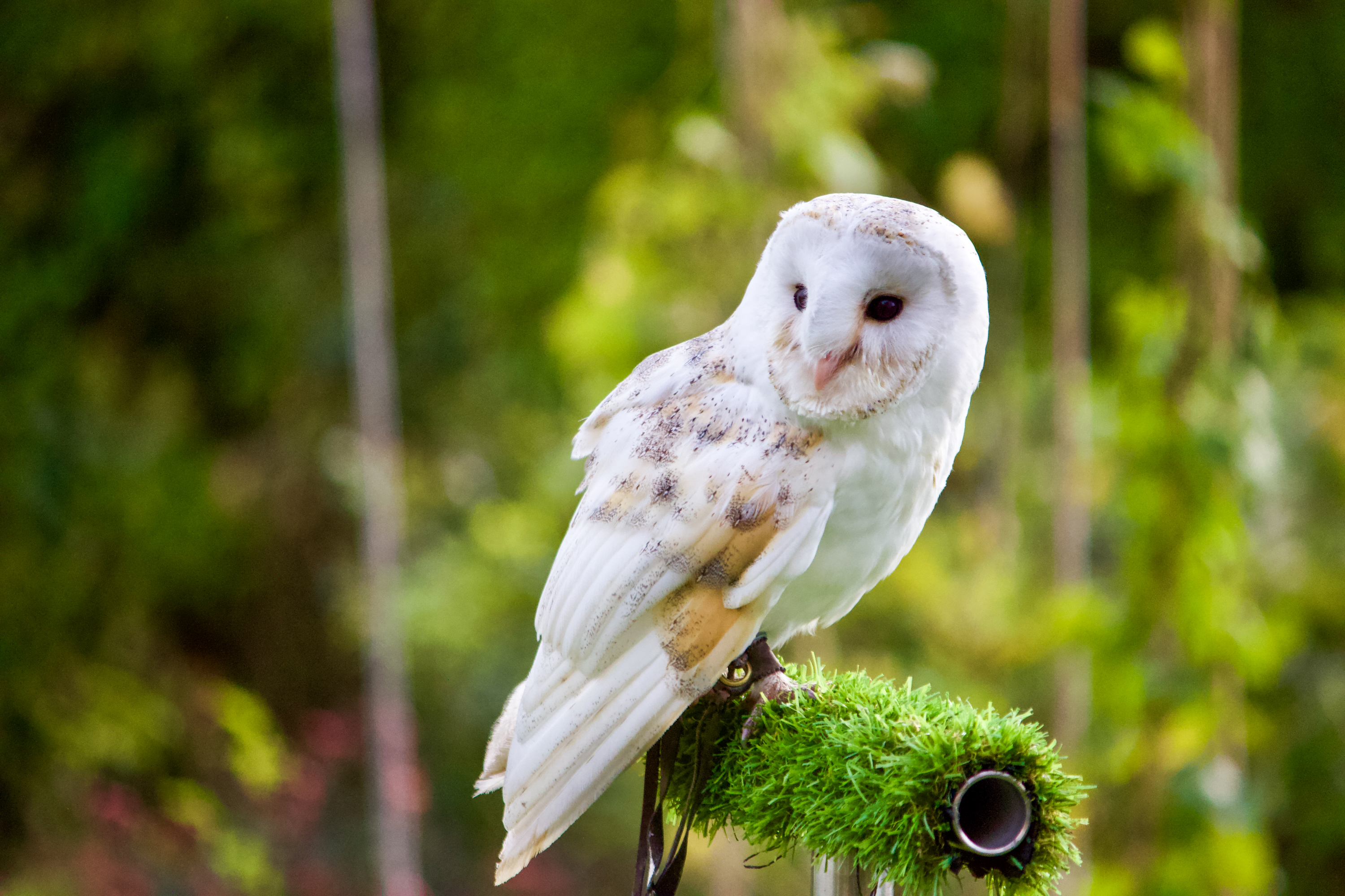 Barn Owl - Petra Sorgo Photography